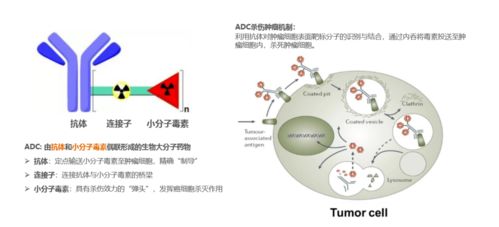 写意协办 百奥赛图大会,产业风口的生物药开发及技术热点